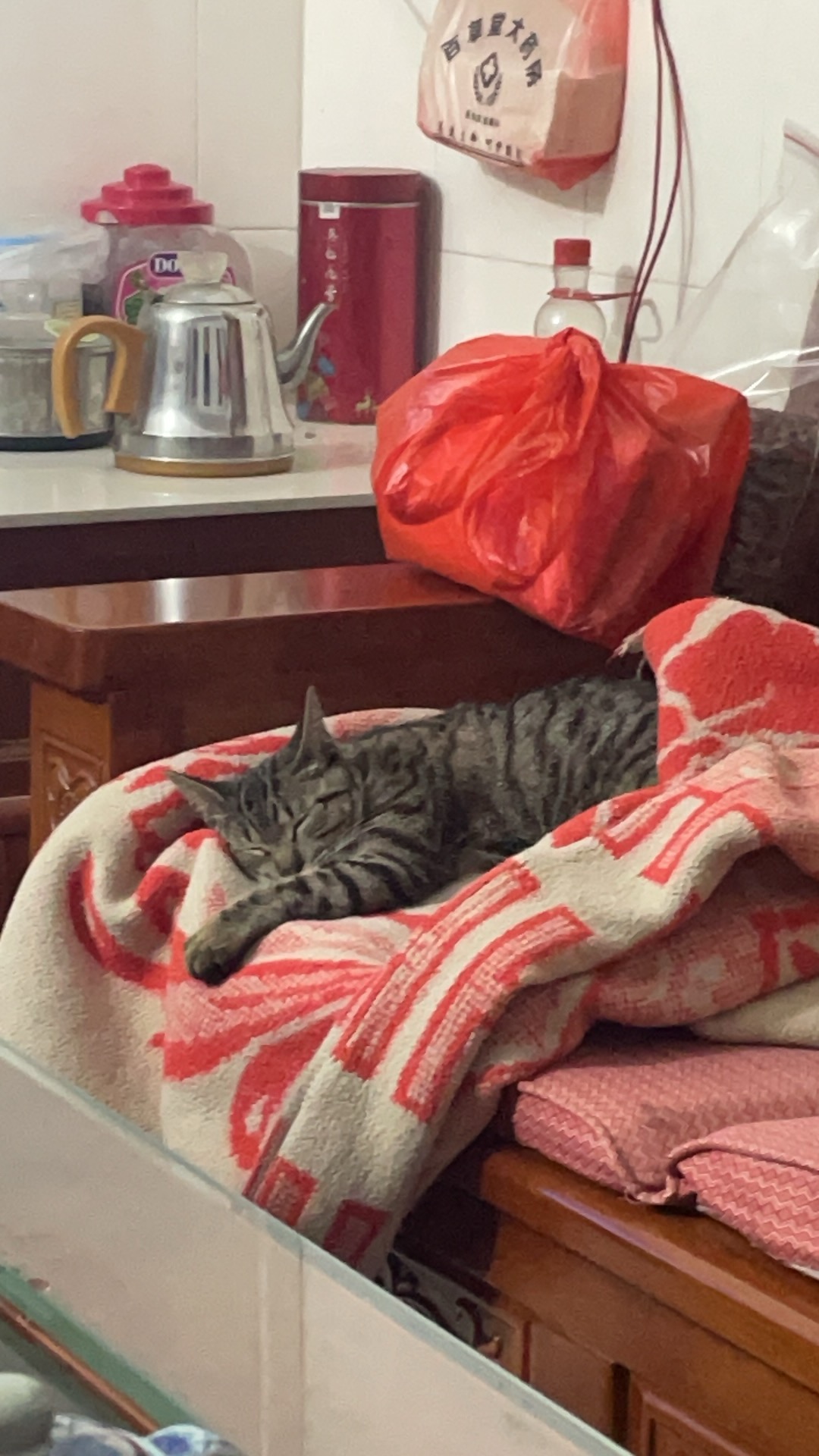 老家的猫#很治愈